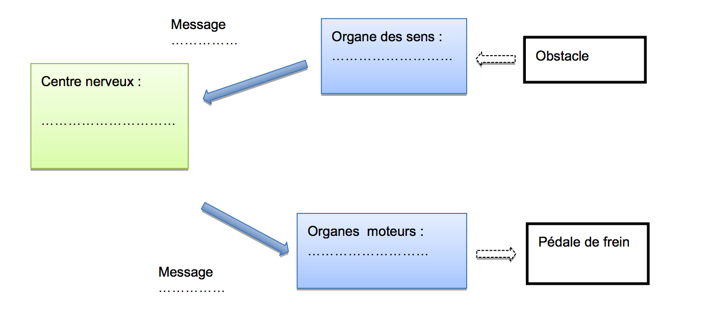 question 1 brevet svt 2017