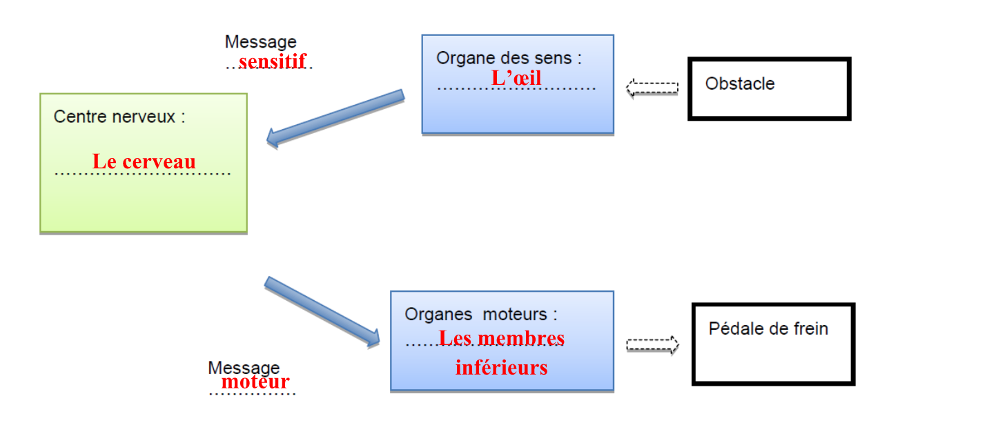 reponse question 1 brevet svt 2017