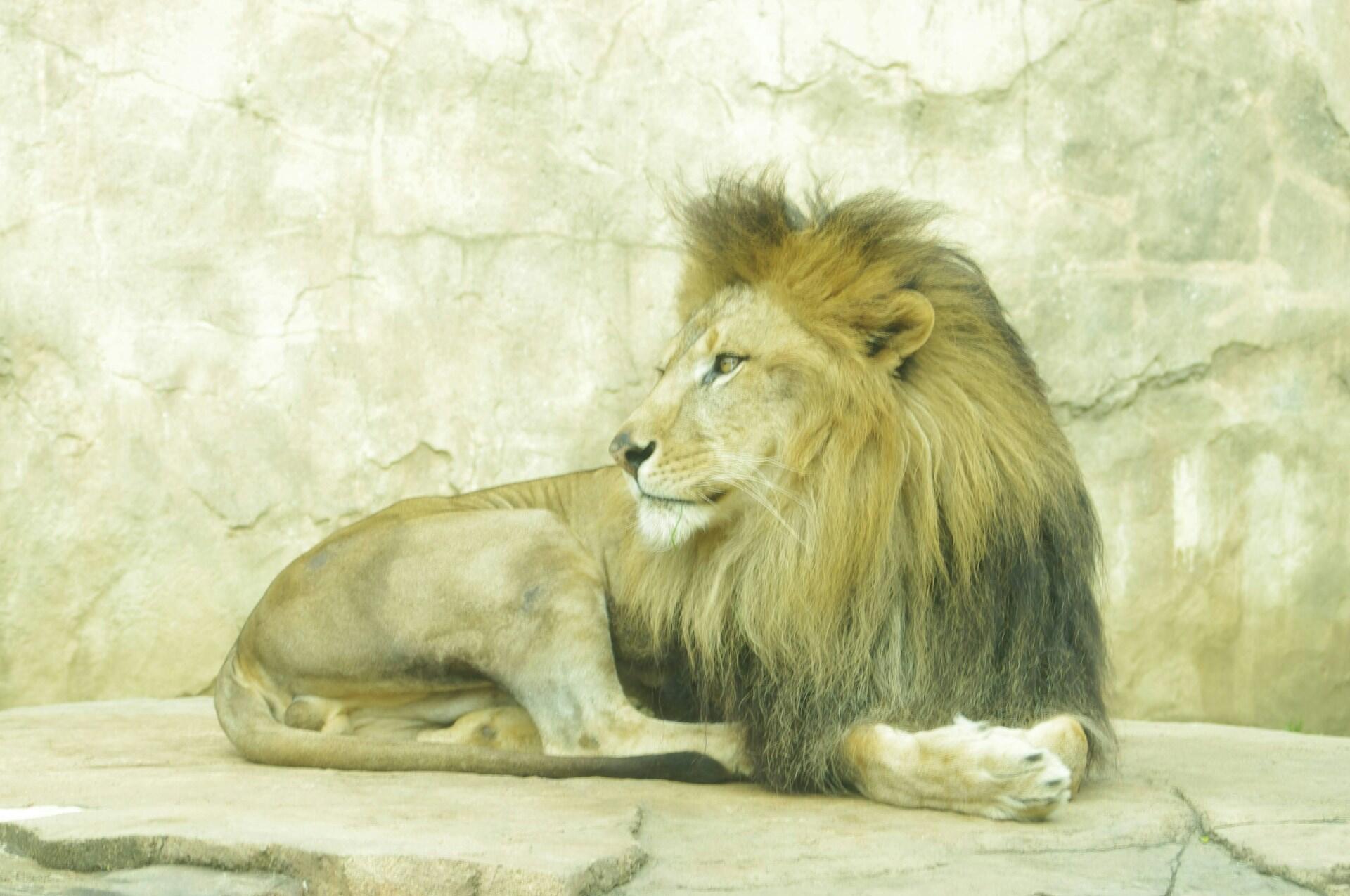 image d'un lion