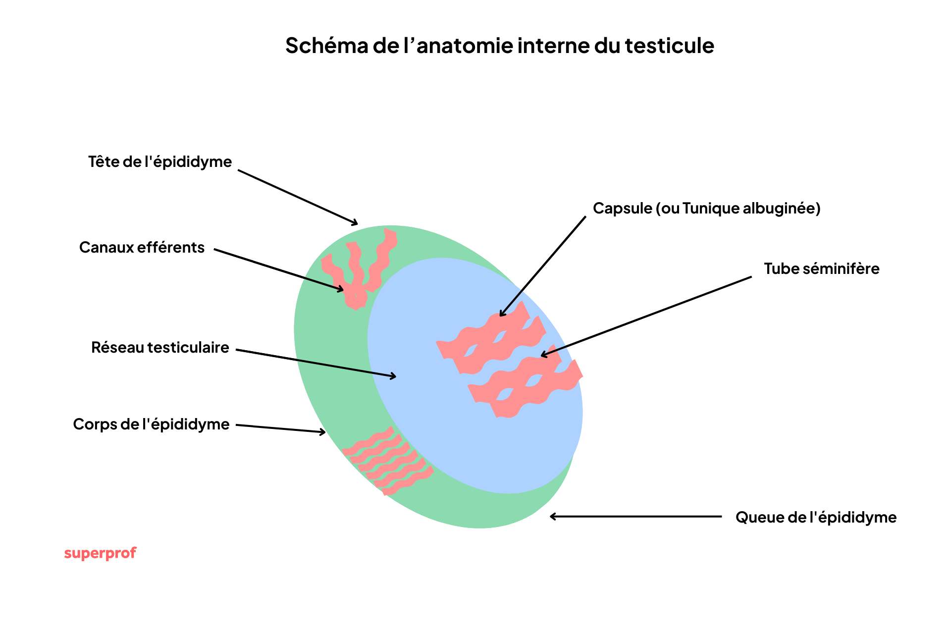 Vue latérale montrant le scrotum (coupé pour voir l'intérieur), le testicule (forme ovoïde), l'épididyme coiffant le testicule et le début du canal déférent.