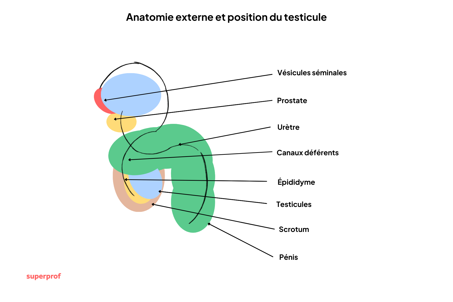 Schéma anatomique d'un testicule