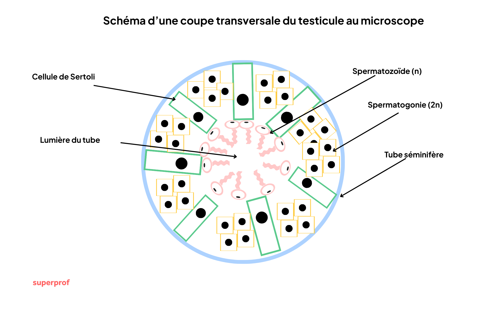 Schéma coupe microscopique