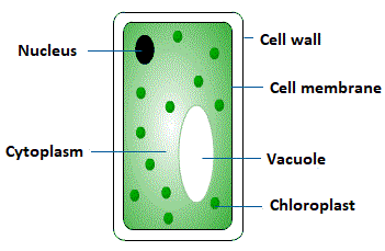 Structure of a plant cell