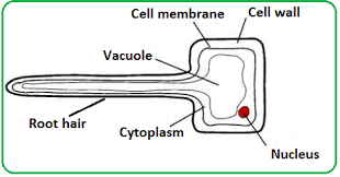 Plant Structure Root Hair Cells Plant Structure Root Hair Cells