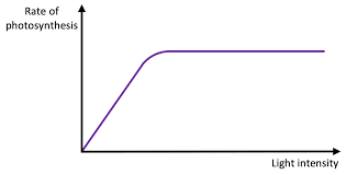 Graph showing the relationship between the light intensity and rate of photosynthesis