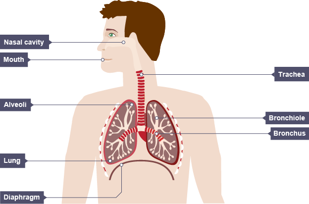 Structure of Human Respiratory System