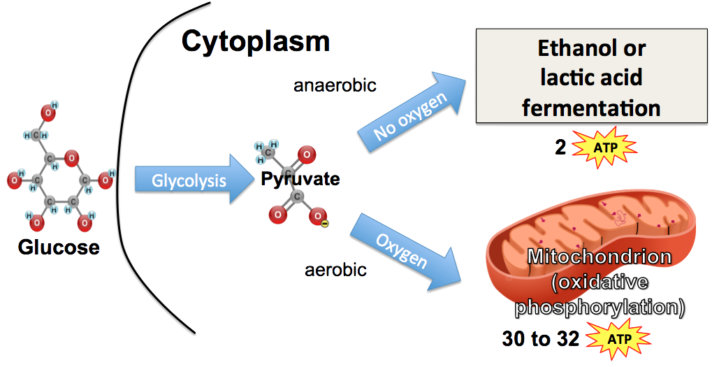 Anaerobic Respiration