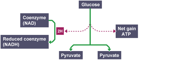 Glycolysis