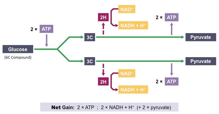 Glycolysis Process