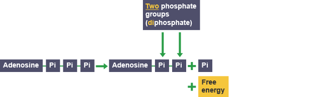 ADP formation from ATP