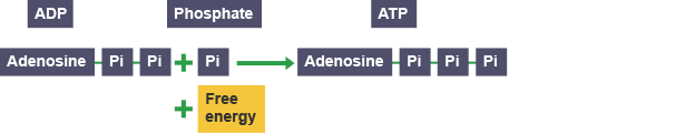 Transforming ADP to ATP