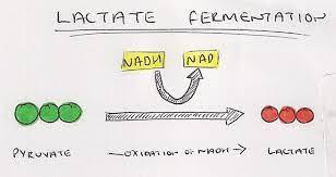 Lactate Fermentation