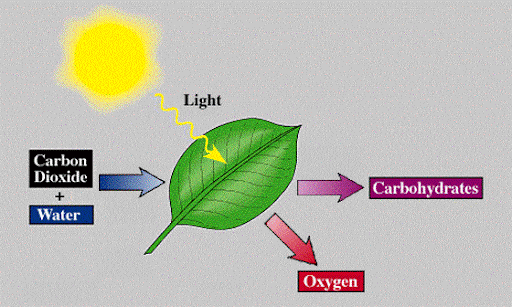 Light and Rate of Photosynthesis