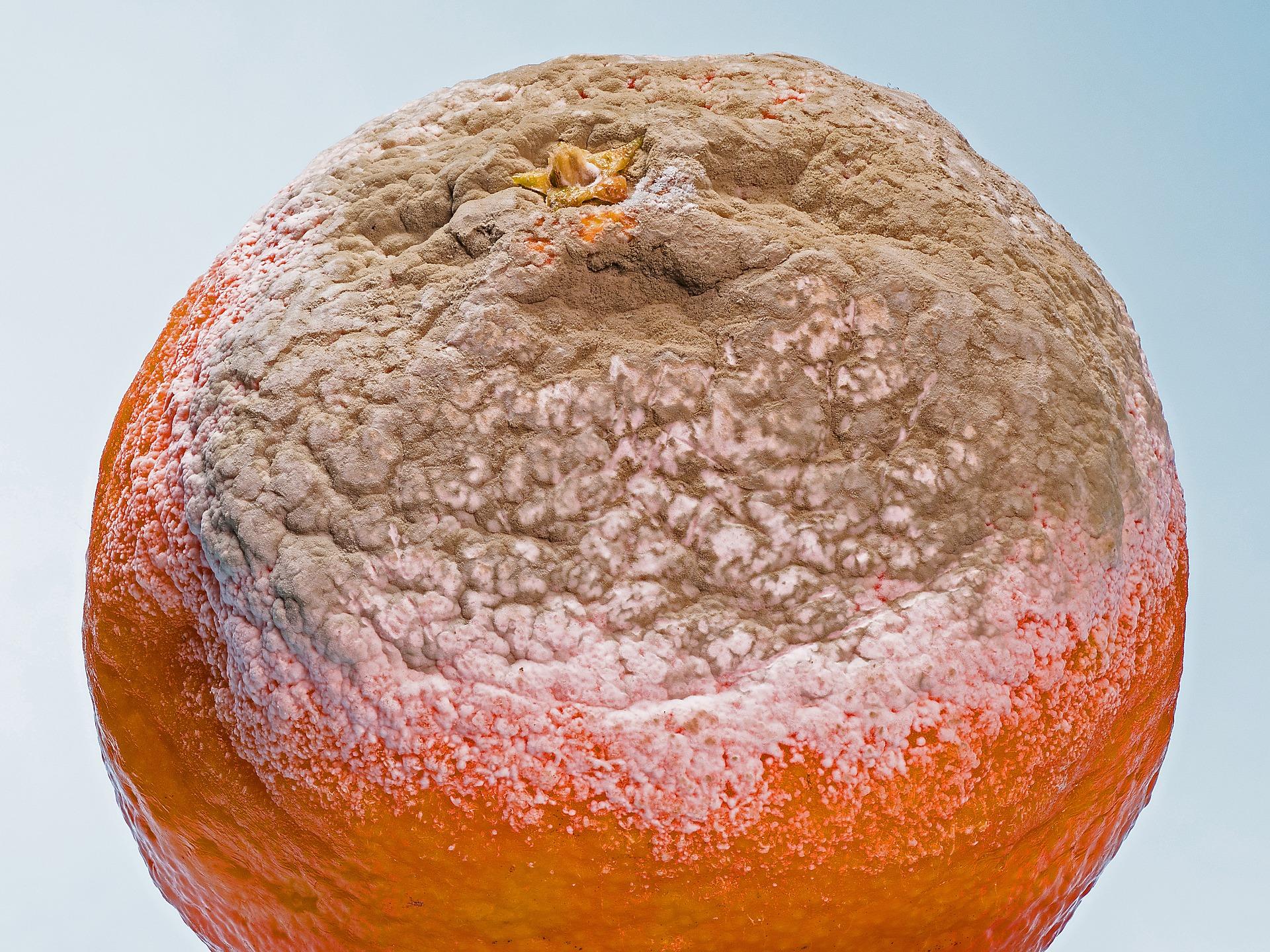 A decomposing orange