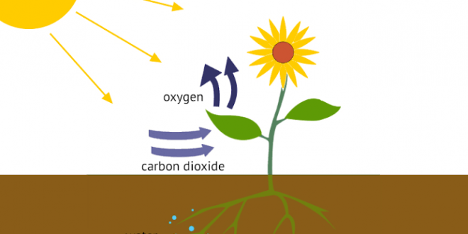 Factors of Photosynthesis