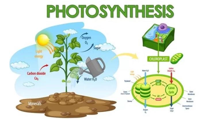 Photosynthesis in Plants