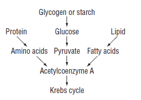 Respiratory Substrates