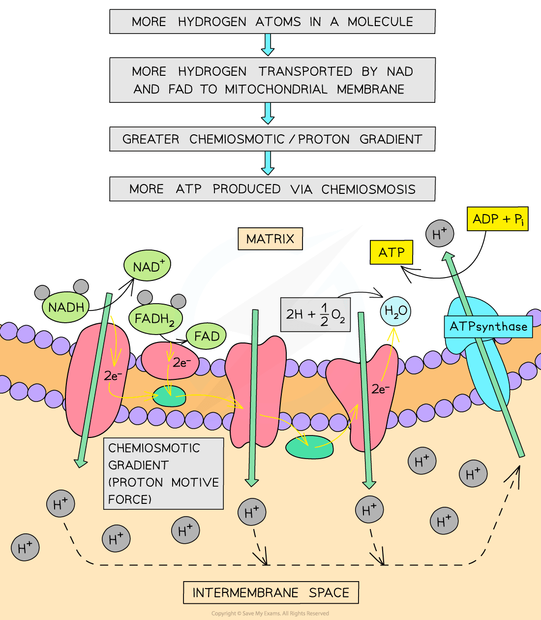 Respiratory Substrate 2