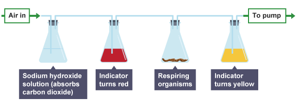 Investigating the generation of carbon dioxide