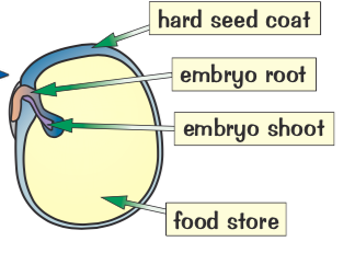 Structure of a seed