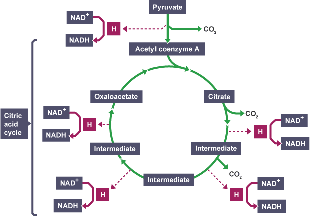 The Krebs Cycle