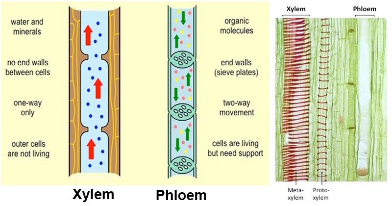 Xylem vs Phloem