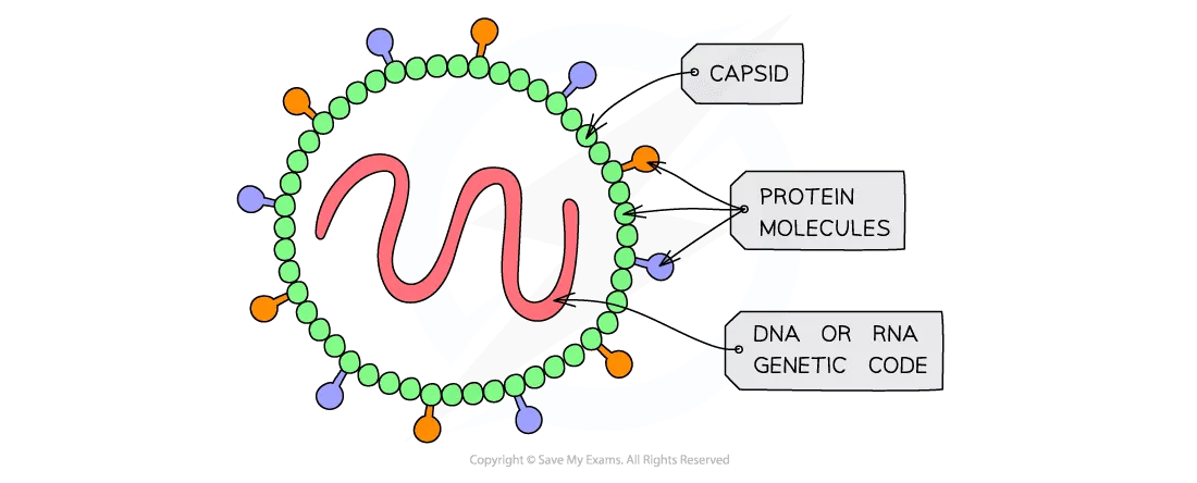 Cell Components of a Virus