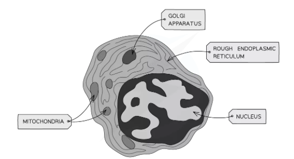 Electron Micrograph of an Animal Cell