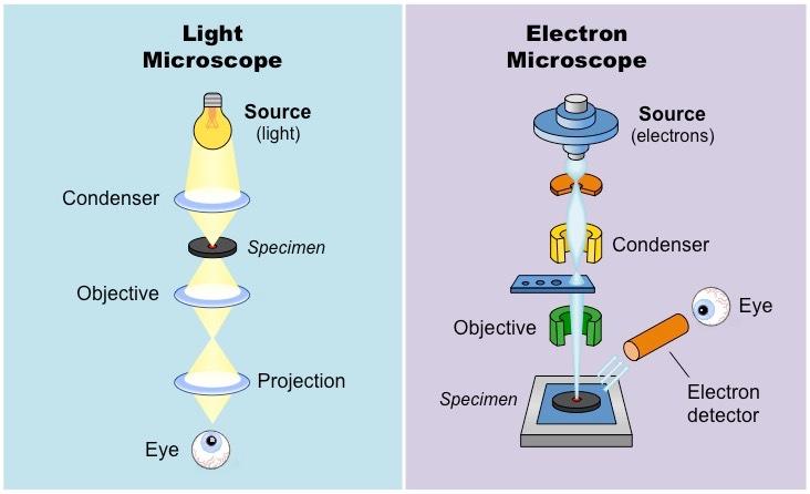 Light and Electron Microscopes