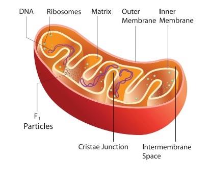 Structure of a Mitochondrion