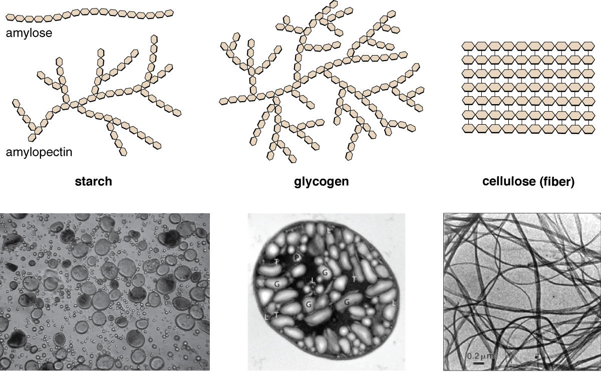 Polysaccharides