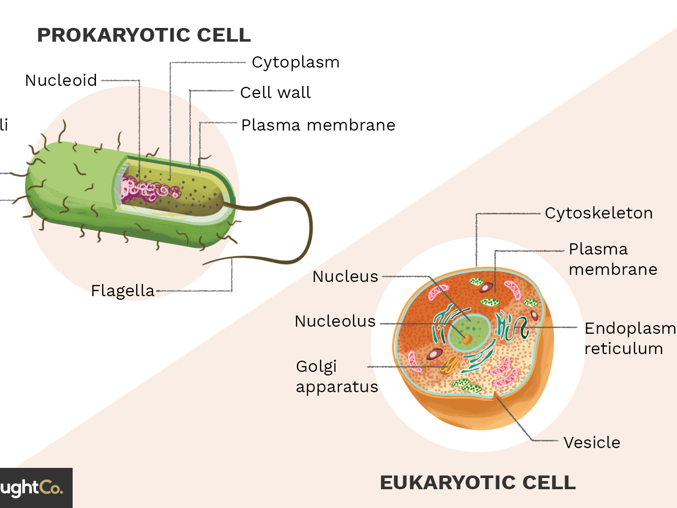Prokaryotic vs Eukaryotic Cell