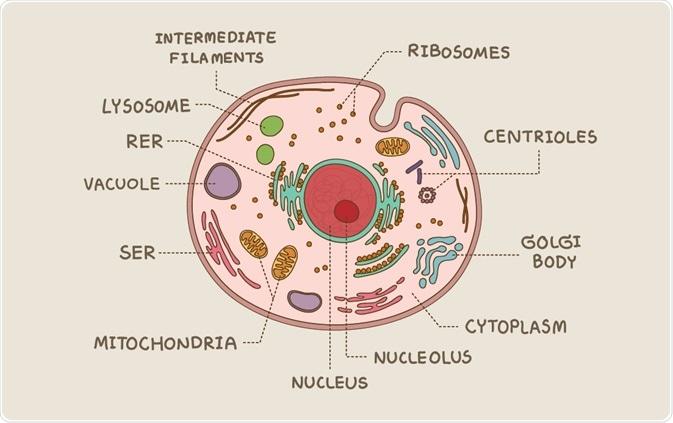 Structure of an Eukaryotic Cell