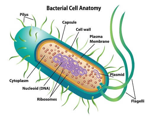 Prokaryotic Bacterial Cell