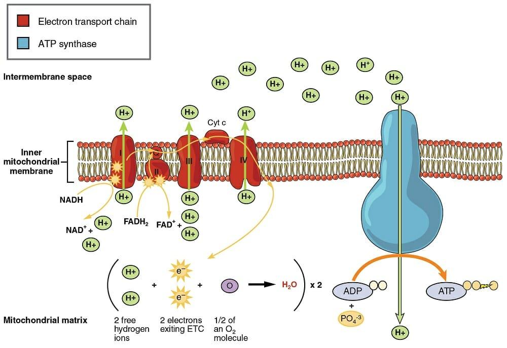 The Electron Transport Chain