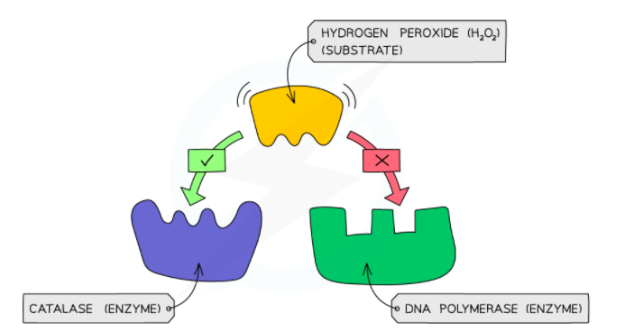 Example of enzyme specificity