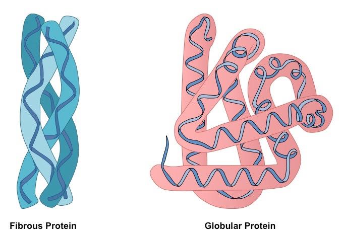 Fibrous vs Globular Proteins