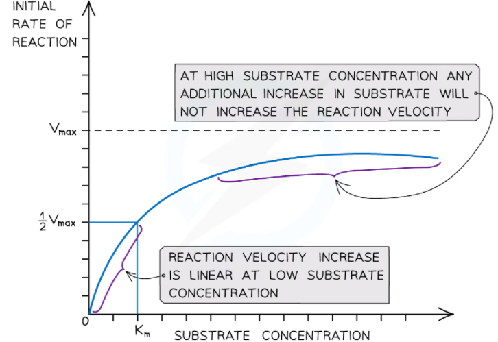 Graph showing effect of substrate concentration