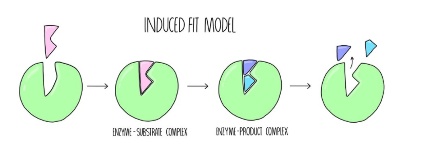 Induced fit model