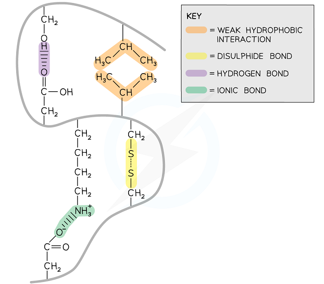 Types of Protein Interactions
