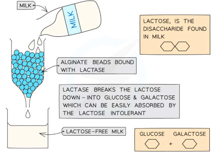 Using enzyme to produce lactose free milk