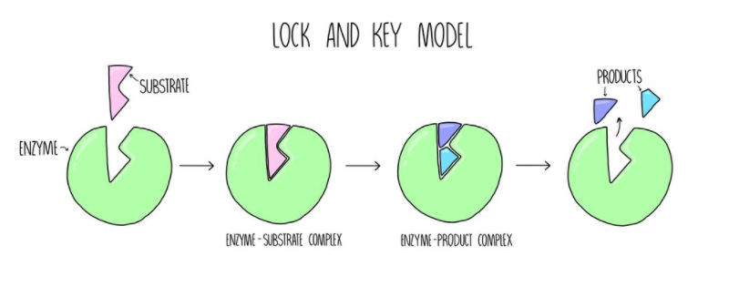Lock and key model of enzyme action
