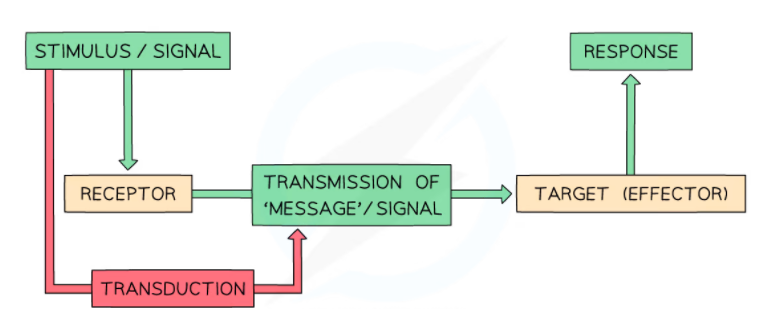 Min Stages of Cell Signaling Pathway