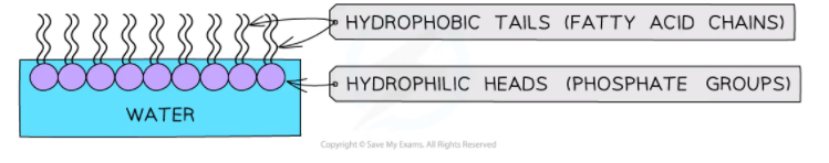 A phospholipid monolayer