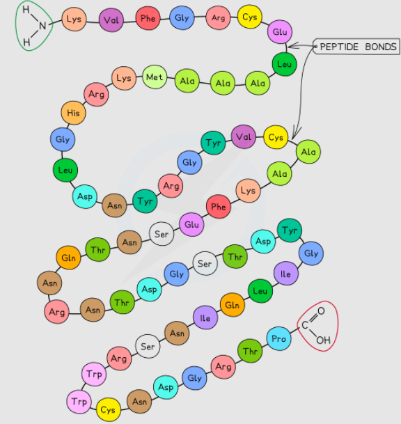 Primary Structure of Proteins