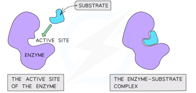 Active site of an enzyme
