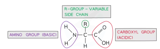 Structure of Amino acid
