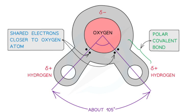 Water is a polar molecule