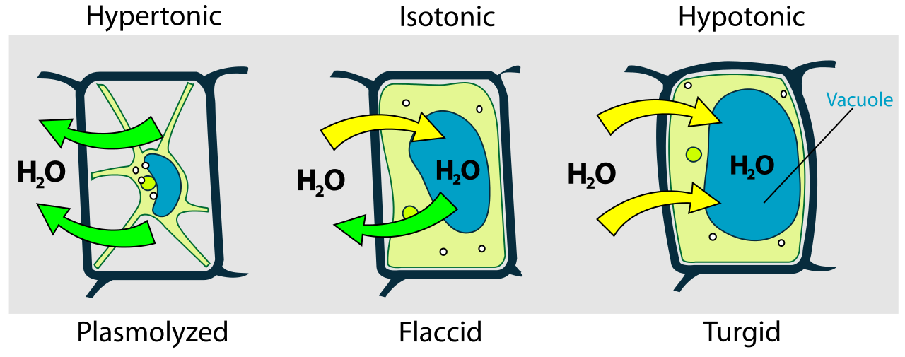 Osmosis in Plant Cells