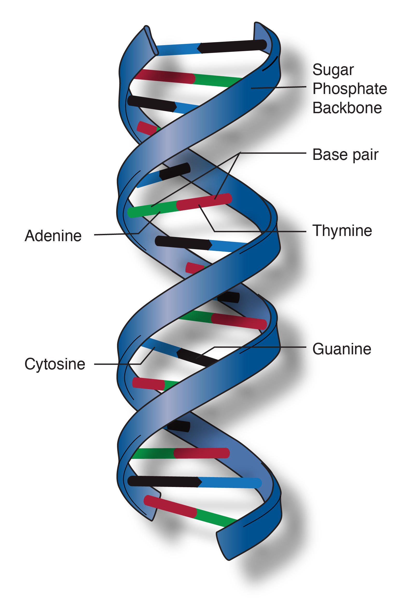 Double helix structure of DNA molecule